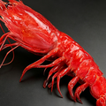 Fresh Jumbo Shrimp, Wild-Caught & Ready to Cook